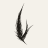 Auspice · 青鸾信 logo